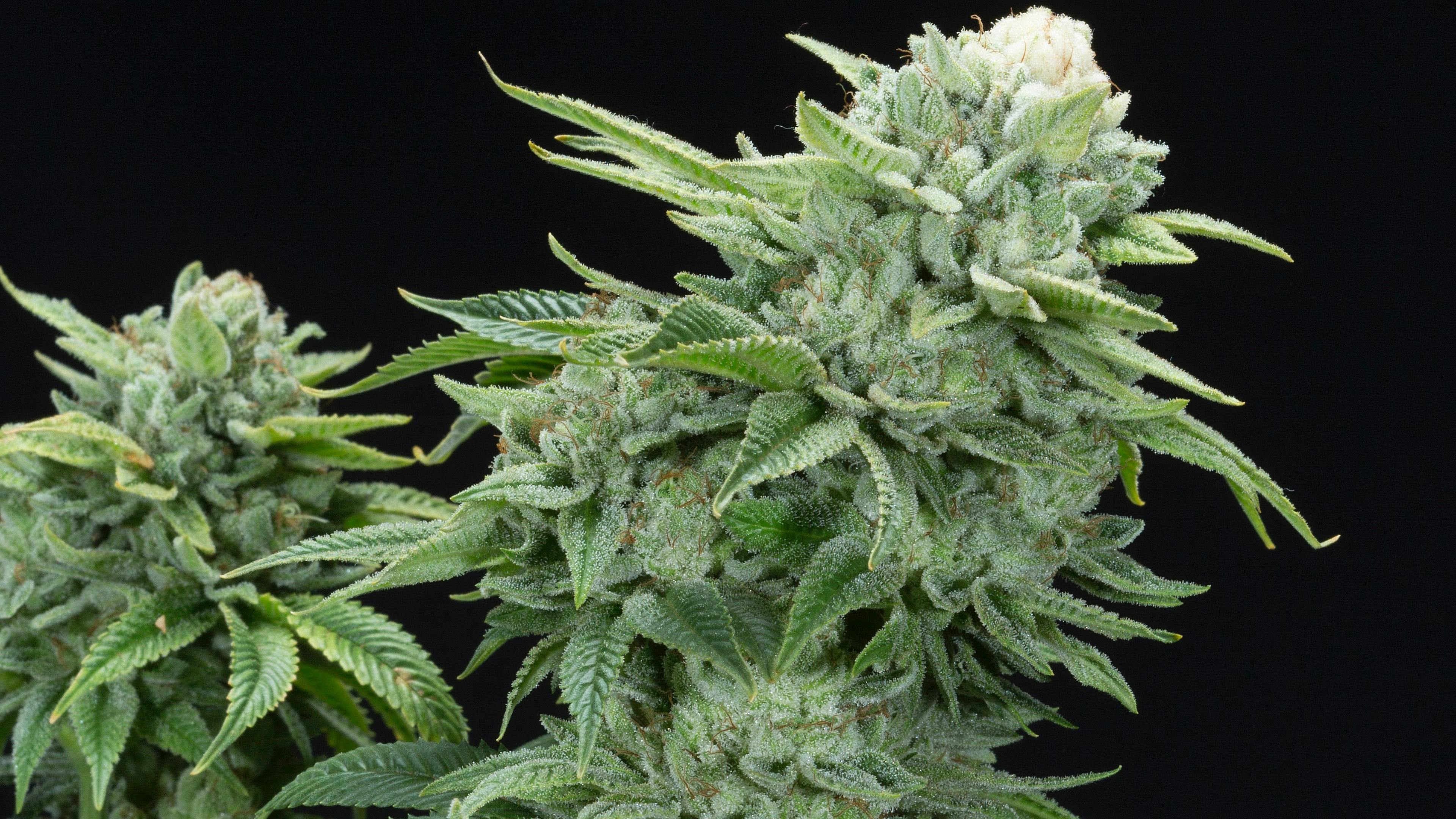 Elev8 Seeds We Take Pride In Providing The Best Possible Genetics 